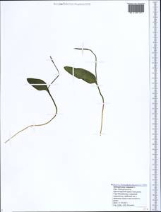 Ophioglossum vulgatum L., Caucasus, Black Sea Shore (from Novorossiysk to Adler) (K3) (Russia)