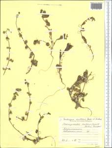 Asperuginoides axillaris (Boiss. & Hohen.) Rauschert, Middle Asia, Pamir & Pamiro-Alai (M2) (Tajikistan)