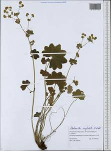 Alchemilla conglobata H. Lindb., Eastern Europe, Middle Volga region (E8) (Russia)