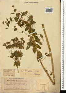 Euphorbia glaberrima K.Koch, Caucasus, Georgia (K4) (Georgia)