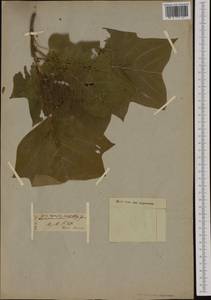 Liriodendron tulipifera L., Botanic gardens and arboreta (GARD) (France)