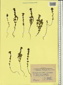 Euphrasia ×vernalis List, Eastern Europe, Northern region (E1) (Russia)