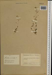 Draba nemorosa L., Siberia, Altai & Sayany Mountains (S2) (Russia)