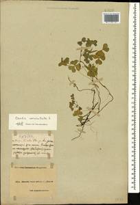 Oxalis corniculata L., Caucasus, Black Sea Shore (from Novorossiysk to Adler) (K3) (Russia)
