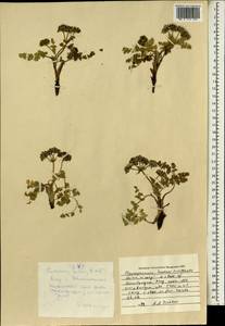 Pleurospermum hookeri C. B. Clarke, South Asia, South Asia (Asia outside ex-Soviet states and Mongolia) (ASIA) (China)