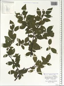 Prunus cerasifera Ehrh., Caucasus, Stavropol Krai, Karachay-Cherkessia & Kabardino-Balkaria (K1b) (Russia)