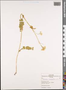 Brassica rapa subsp. sylvestris (L.) Janch., Siberia, Altai & Sayany Mountains (S2) (Russia)