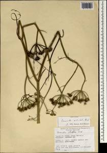 Oenanthe silaifolia M. Bieb., South Asia, South Asia (Asia outside ex-Soviet states and Mongolia) (ASIA) (Turkey)