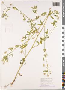 Trigonella procumbens (Besser)Rchb., Caucasus, Krasnodar Krai & Adygea (K1a) (Russia)