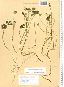 Corydalis alpestris C. A. Mey., Caucasus, North Ossetia, Ingushetia & Chechnya (K1c) (Russia)