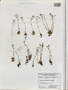 Eritrichium villosum (Ledeb.) Bunge, Siberia, Central Siberia (S3) (Russia)