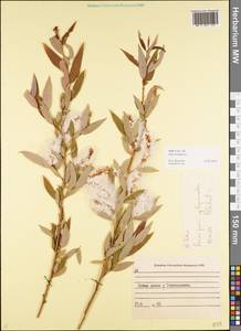 Salix triandra L., Eastern Europe, North Ukrainian region (E11) (Ukraine)