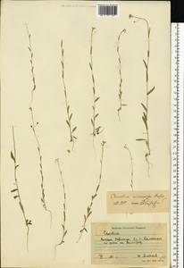 Camelina microcarpa Andrz. ex DC., Eastern Europe, Lower Volga region (E9) (Russia)