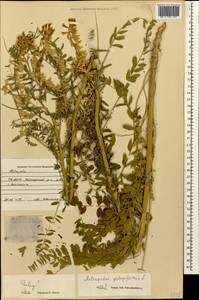 Astragalus galegiformis L., Caucasus, North Ossetia, Ingushetia & Chechnya (K1c) (Russia)