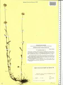 Leucanthemum vulgare Lam., Eastern Europe, North Ukrainian region (E11) (Ukraine)