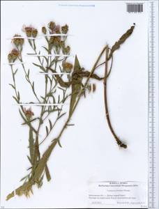 Centaurea ×livonica Weinm., Eastern Europe, Moscow region (E4a) (Russia)