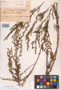 Artemisia marschalliana Spreng., Eastern Europe, Lower Volga region (E9) (Russia)