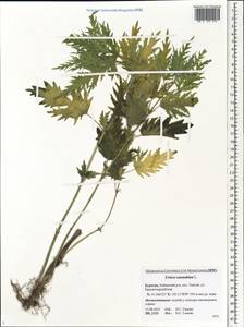 Urtica cannabina L., Siberia, Baikal & Transbaikal region (S4) (Russia)