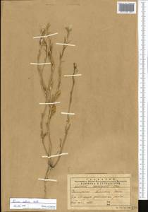Eruca vesicaria subsp. sativa (Mill.) Thell., Middle Asia, Dzungarian Alatau & Tarbagatai (M5) (Kazakhstan)