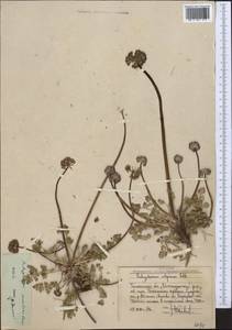 Lomatocarpa albomarginata (Schrenk) Pimenov & Lavrova, Middle Asia, Western Tian Shan & Karatau (M3) (Uzbekistan)
