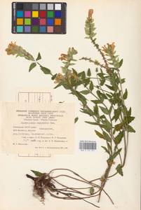 MHA 0 155 501, Scutellaria supina L., Eastern Europe, Eastern region (E10) (Russia)