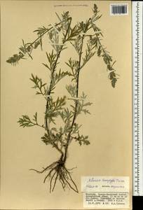 Artemisia leucophylla (Turcz. ex Besser) C. B. Clarke, Mongolia (MONG) (Mongolia)
