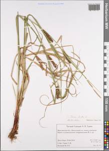Carex hirta L., Eastern Europe, Central forest region (E5) (Russia)