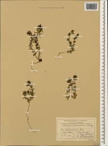 Galium tricornutum Dandy, Caucasus, South Ossetia (K4b) (South Ossetia)