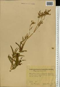 Koenigia alpina (All.) T. M. Schust. & Reveal, Eastern Europe, Middle Volga region (E8) (Russia)
