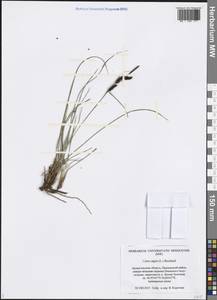 Carex nigra (L.) Reichard, Eastern Europe, Northern region (E1) (Russia)