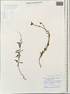 Linaria genistifolia subsp. euxina (Velen.) D. A. Sutton, Caucasus, Black Sea Shore (from Novorossiysk to Adler) (K3) (Russia)