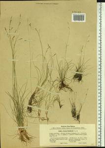 Carex sedakowii C.A.Mey. ex Meinsh., Siberia, Baikal & Transbaikal region (S4) (Russia)