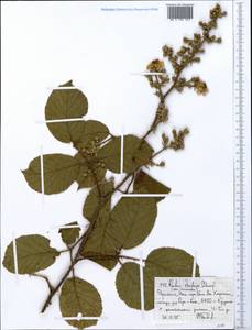 Rubus steudneri Schweinf., Africa (AFR) (Ethiopia)