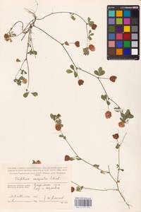 Trifolium campestre Schreb., Eastern Europe, Western region (E3) (Russia)