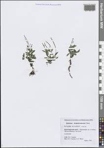 Epilobium fastigiatoramosum Nakai, Siberia, Central Siberia (S3) (Russia)