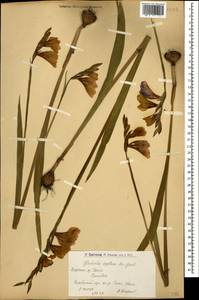 Gladiolus italicus Mill., Caucasus, Armenia (K5) (Armenia)