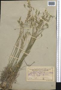 Piptatherum songaricum (Trin. & Rupr.) Roshev., Middle Asia, Western Tian Shan & Karatau (M3) (Kazakhstan)
