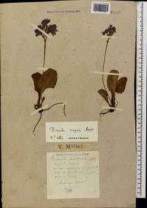 Primula amoena subsp. meyeri (Rupr.) Valentine & Lamond, Caucasus, Krasnodar Krai & Adygea (K1a) (Russia)