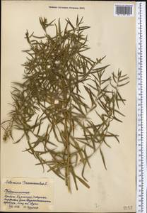 Artemisia dracunculus L., Middle Asia, Pamir & Pamiro-Alai (M2) (Tajikistan)