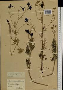 Delphinium grandiflorum L., Siberia, Baikal & Transbaikal region (S4) (Russia)