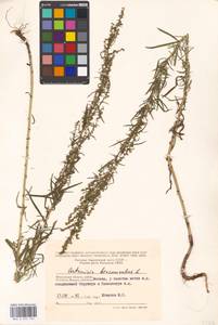 Artemisia dracunculus L., Eastern Europe, Moscow region (E4a) (Russia)