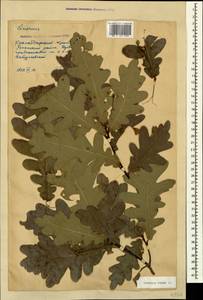 Quercus robur L., Caucasus, Krasnodar Krai & Adygea (K1a) (Russia)