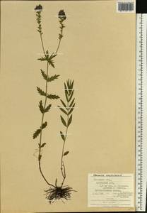 Veronica austriaca subsp. dentata (F. W. Schmidt) Watzl, Eastern Europe, West Ukrainian region (E13) (Ukraine)