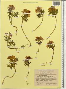 Cardamine abchasica Govaerts, Caucasus, South Ossetia (K4b) (South Ossetia)