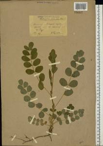 Astragalus glycyphyllos L., Eastern Europe, South Ukrainian region (E12) (Ukraine)