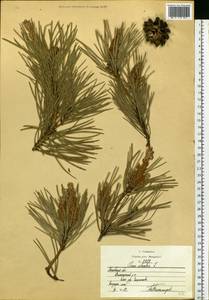 Pinus sylvestris L., Eastern Europe, Moscow region (E4a) (Russia)