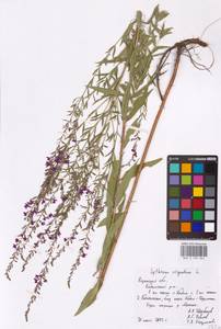 Lythrum virgatum L., Eastern Europe, Central region (E4) (Russia)