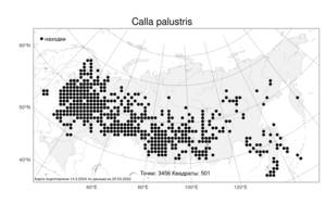 Calla palustris L., Atlas of the Russian Flora (FLORUS) (Russia)