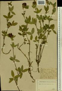 Trifolium medium L., Eastern Europe, North-Western region (E2) (Russia)