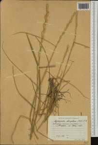 Thinopyrum elongatum (Host) D.R.Dewey, Western Europe (EUR) (Bulgaria)